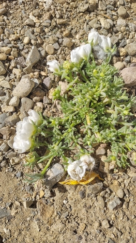 Rosiers pourpiers — Bild 2