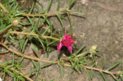 Rosiers pourpiers — Bild 4