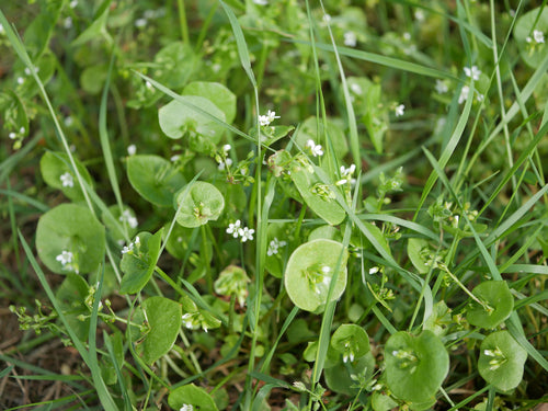 Posteleine — Bild 3