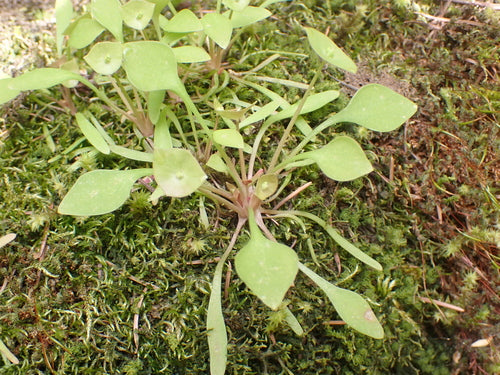 Posteleine — Bild 1