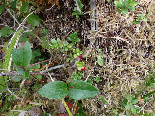 canneberges — Bild 1