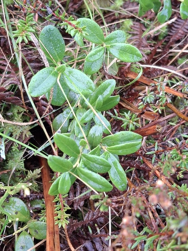 canneberges — Bild 2
