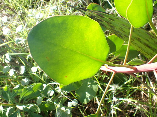 Protéas — Bild 3