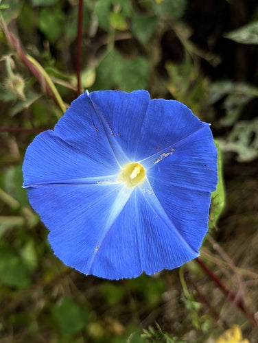 Gloire du matin — Bild 1