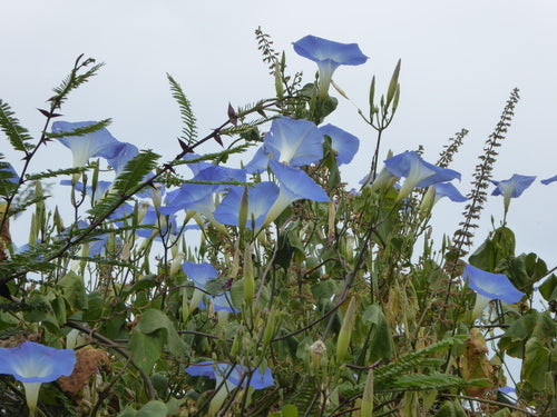 Gloire du matin — Bild 3