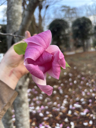 Magnolia violet — Bild 1