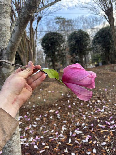 Magnolia violet — Bild 2