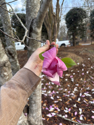 Magnolia violet — Bild 3