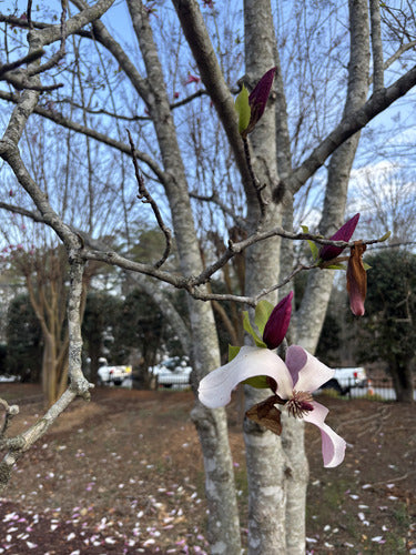 Magnolia violet — Bild 5