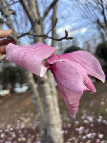 Magnolia violet — Bild 4