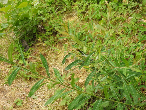 Saule violet — photo 5 sur 10