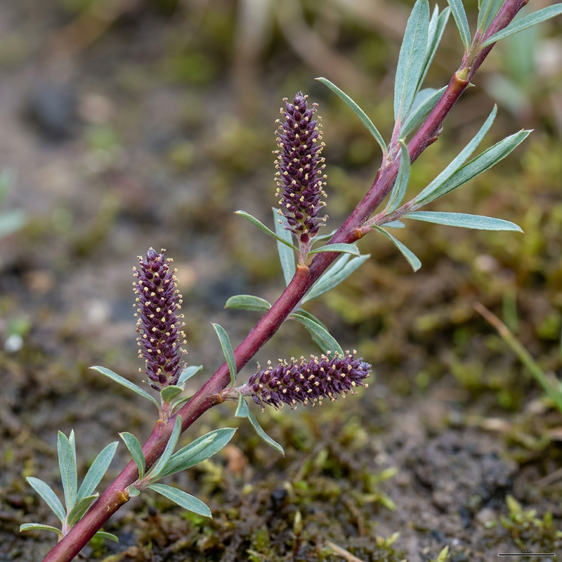 Saule violet