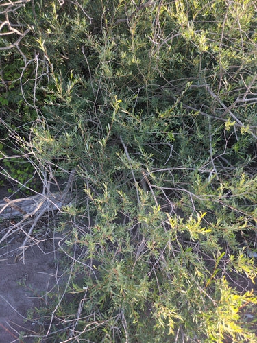 Saule violet — Bild 5