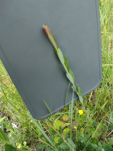 Saule violet — Bild 4