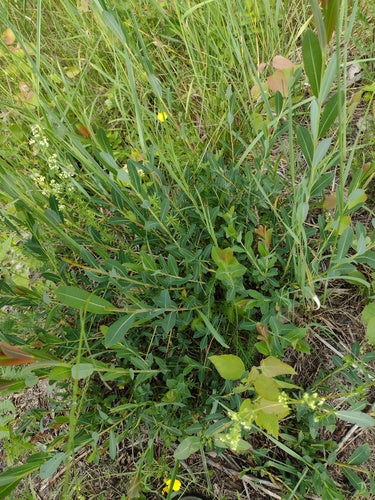 Saule violet — Bild 3
