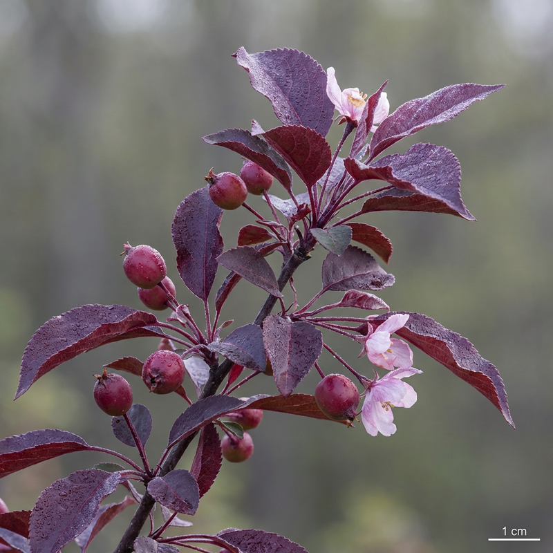 Pommetier violet