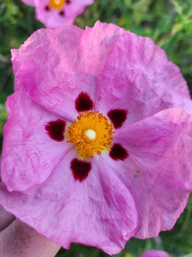 Ciste violet — Bild 4