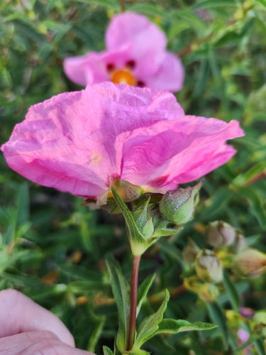 Ciste violet — Bild 2
