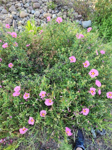 Ciste violet — Bild 1