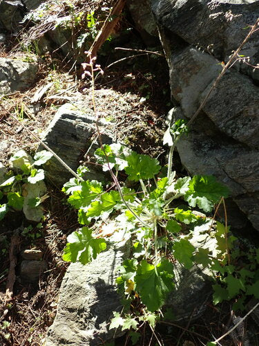 Cloches violettes — Bild 5