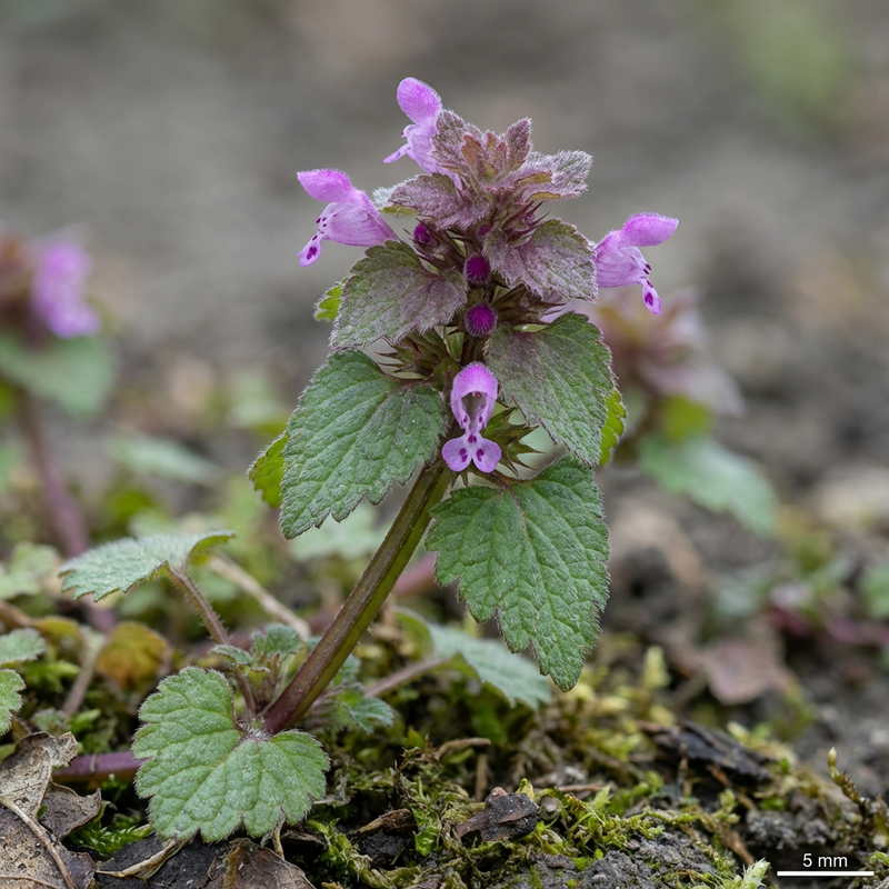 L'ortie violette