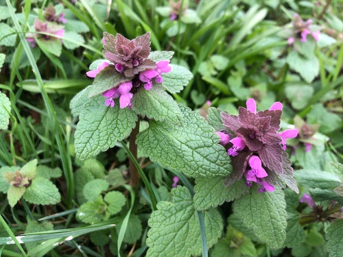L'ortie violette — Bild 4