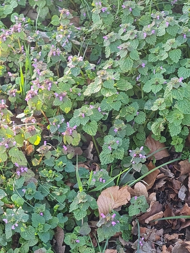 L'ortie violette — Bild 5