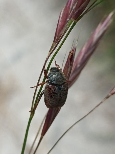 Coléoptère du saut périlleux — Bild 2