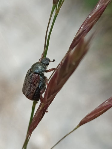 Coléoptère du saut périlleux — Bild 5