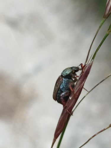 Coléoptère du saut périlleux — Bild 4