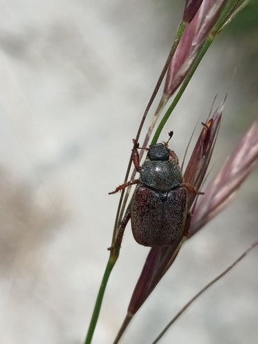 Coléoptère du saut périlleux — Bild 3