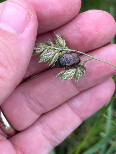 Coléoptère du saut périlleux — photo 4 sur 11