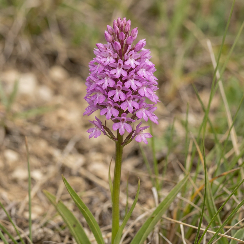 Dogroot pyramidal
