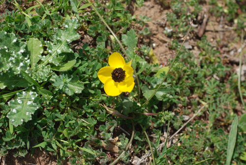 Renoncule — Bild 5