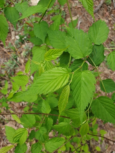 Buisson de renoncules — Bild 3