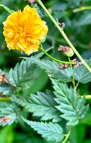 Buisson de renoncules — Bild 2