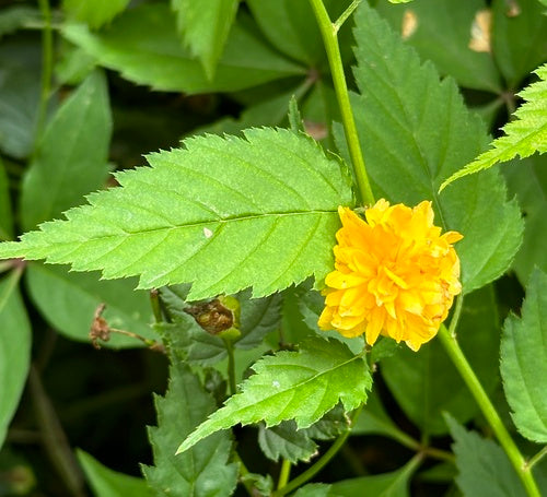 Buisson de renoncules — Bild 1