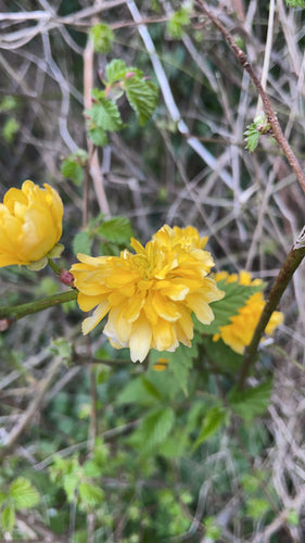 Buisson de renoncules — Bild 5