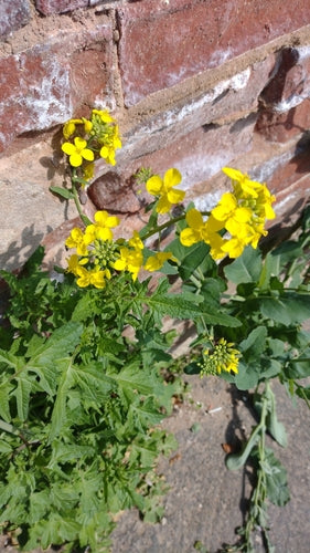 Colza — Bild 4