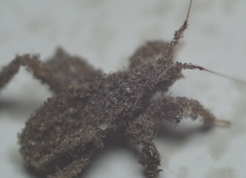 punaise prédatrice — Bild 5