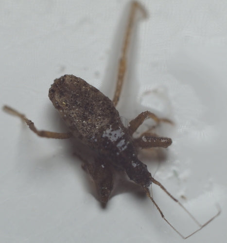 punaise prédatrice — Bild 4