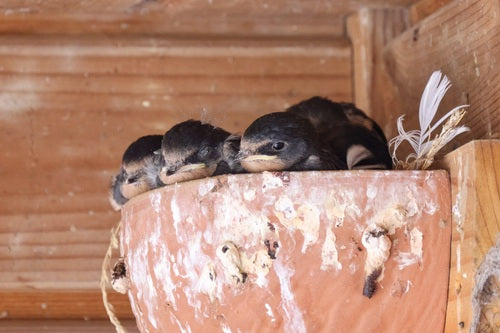 Hirondelle rustique — Bild 3