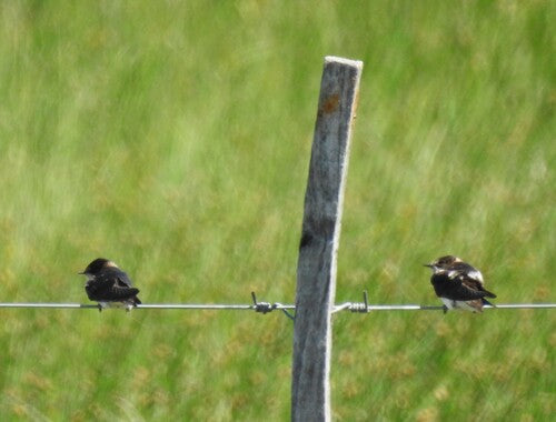 Hirondelle rustique — Bild 4