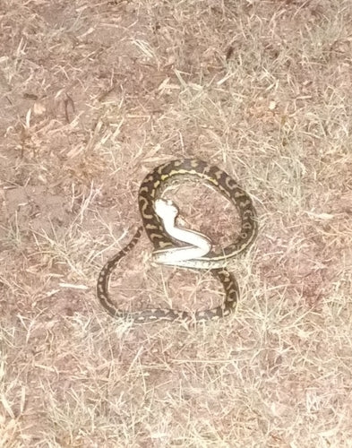 Python diamant — Bild 4