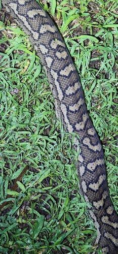 Python diamant — Bild 2