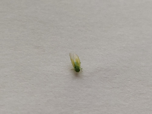 Cicadelle de la vigne — photo 5 sur 12