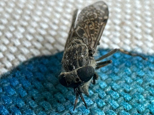 Frein de pluie — Bild 5