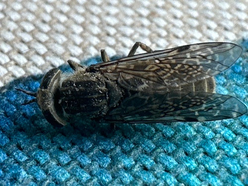 Frein de pluie — Bild 4