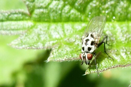 Mouche de pluie — Bild 5
