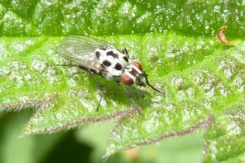 Mouche de pluie — Bild 4